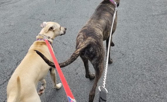 Life Lessons from Dogs