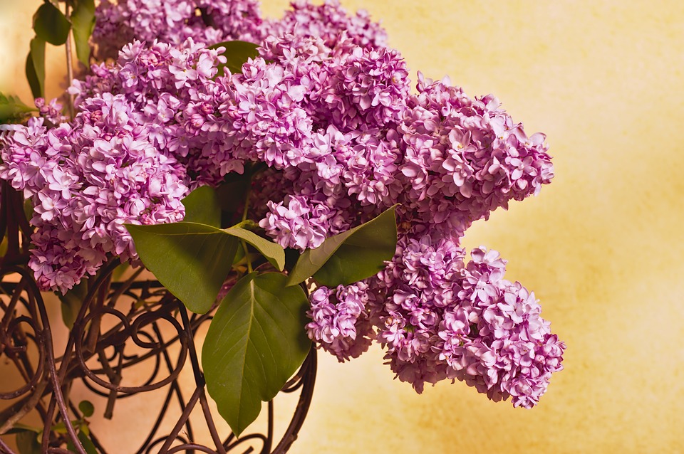 Smell the lilacs